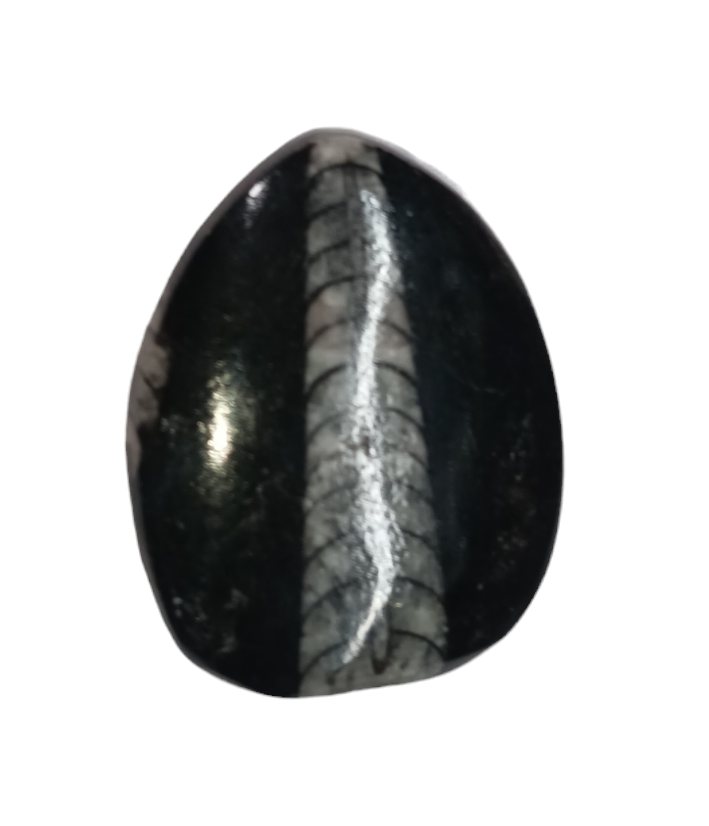 Kuber Stone (Orthoceras)