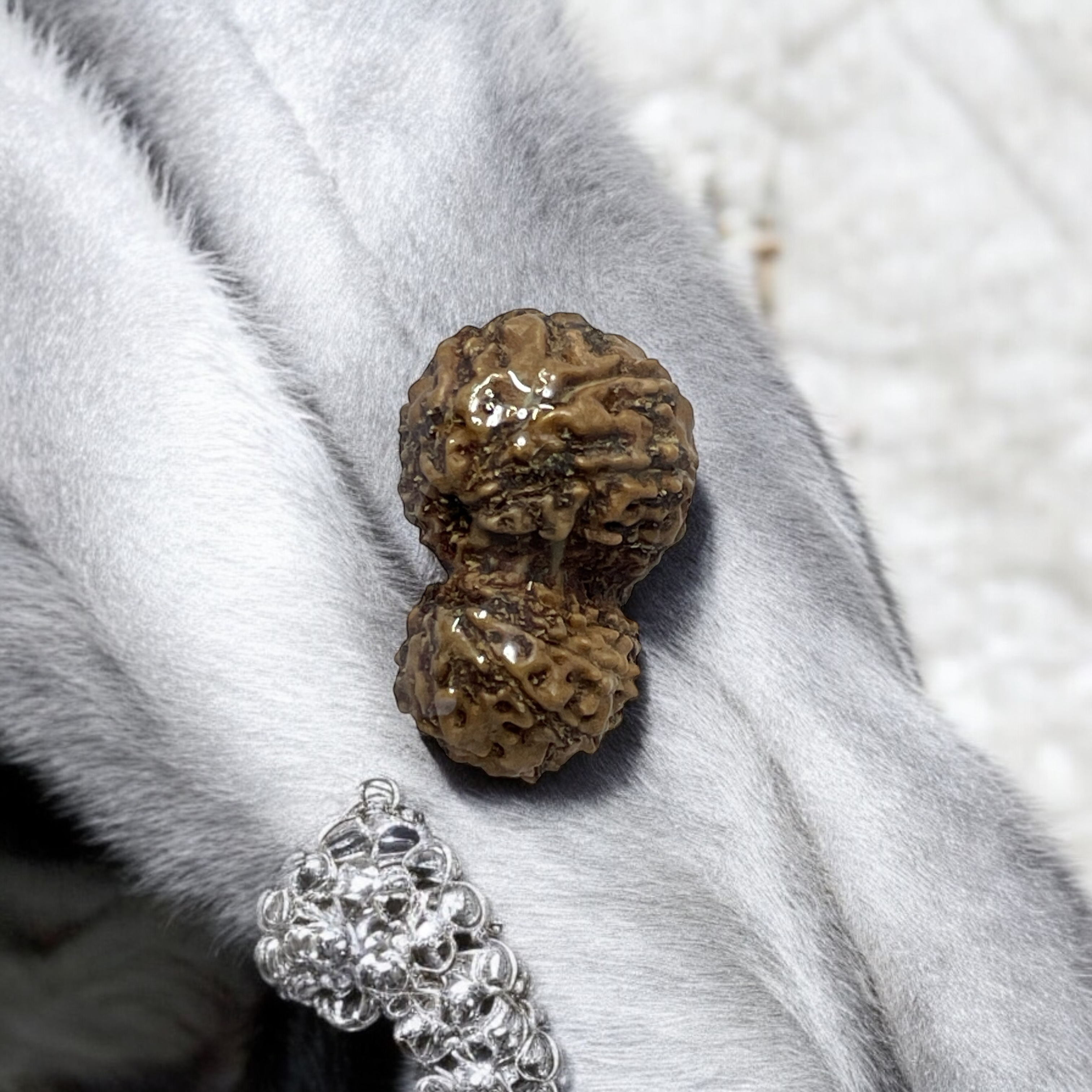 gauri-shankar-rudraksha-for-wearing-in-neck-pooja-astrologymen-women-boys-girls-meditation-balance-protection-and-divine-energy-brand--rocksmins