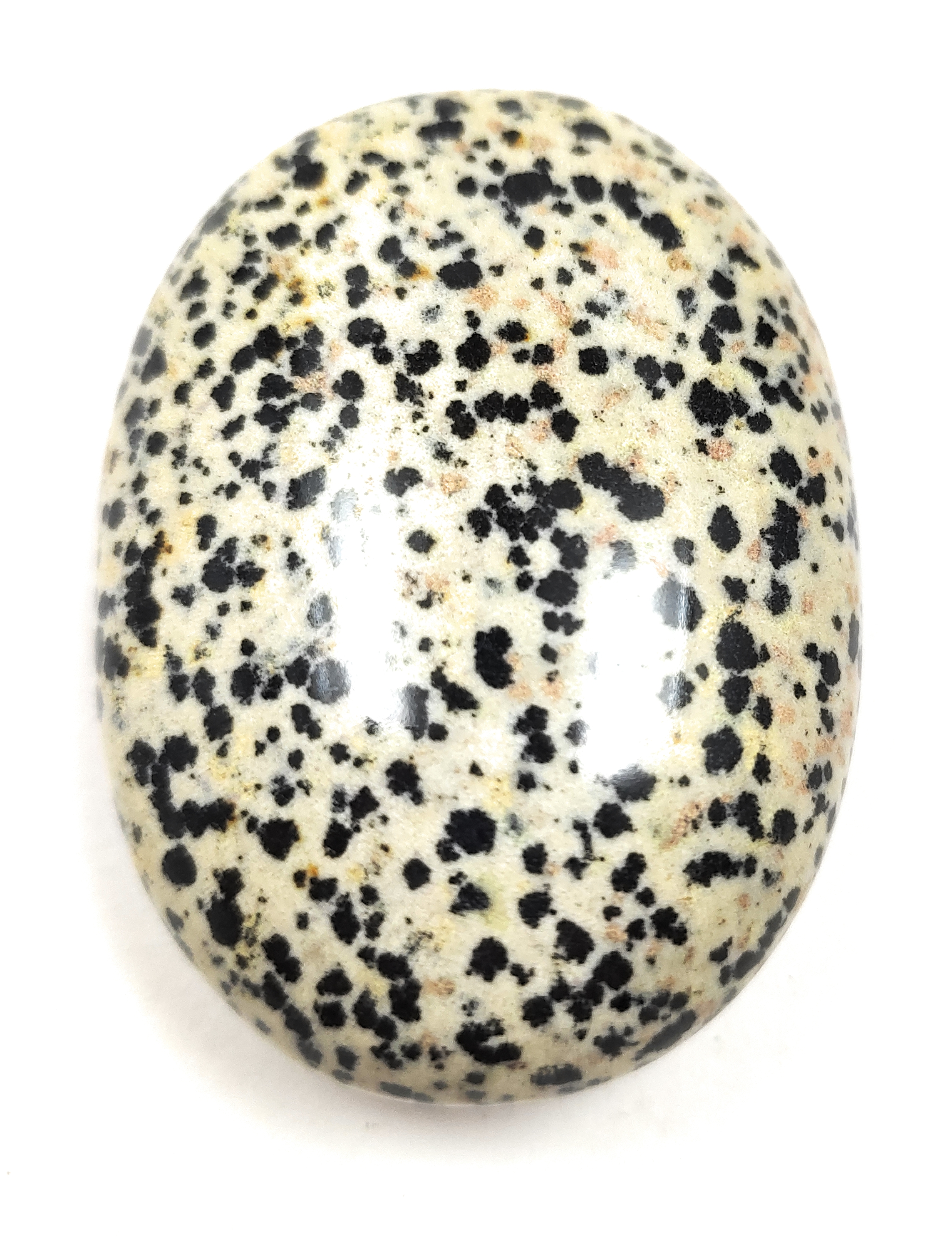 Dalmetion Palm Stone For Healing And Meditation (Polished) Brand : Rocksmins