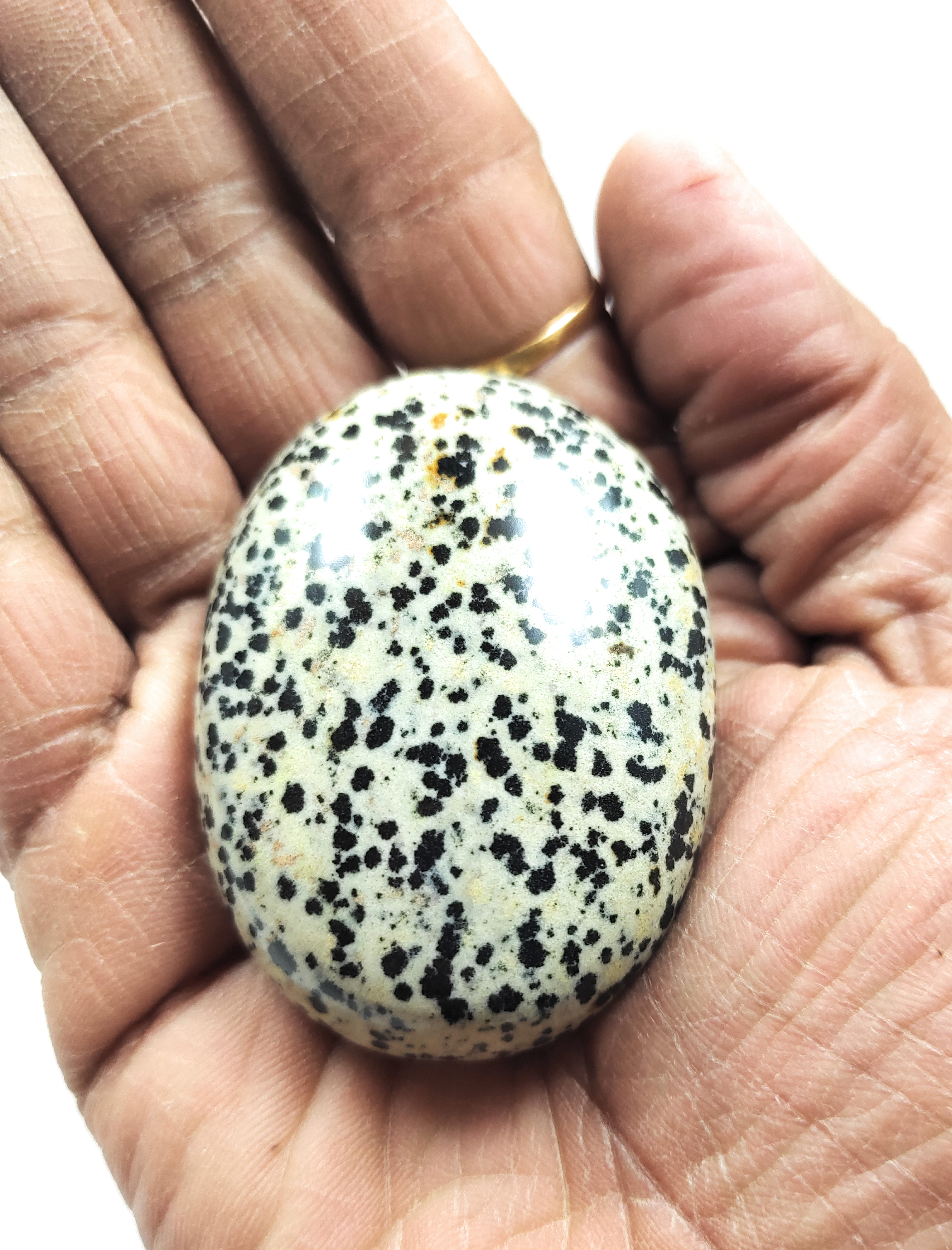 Dalmetion Palm Stone For Healing And Meditation (Polished) Brand : Rocksmins