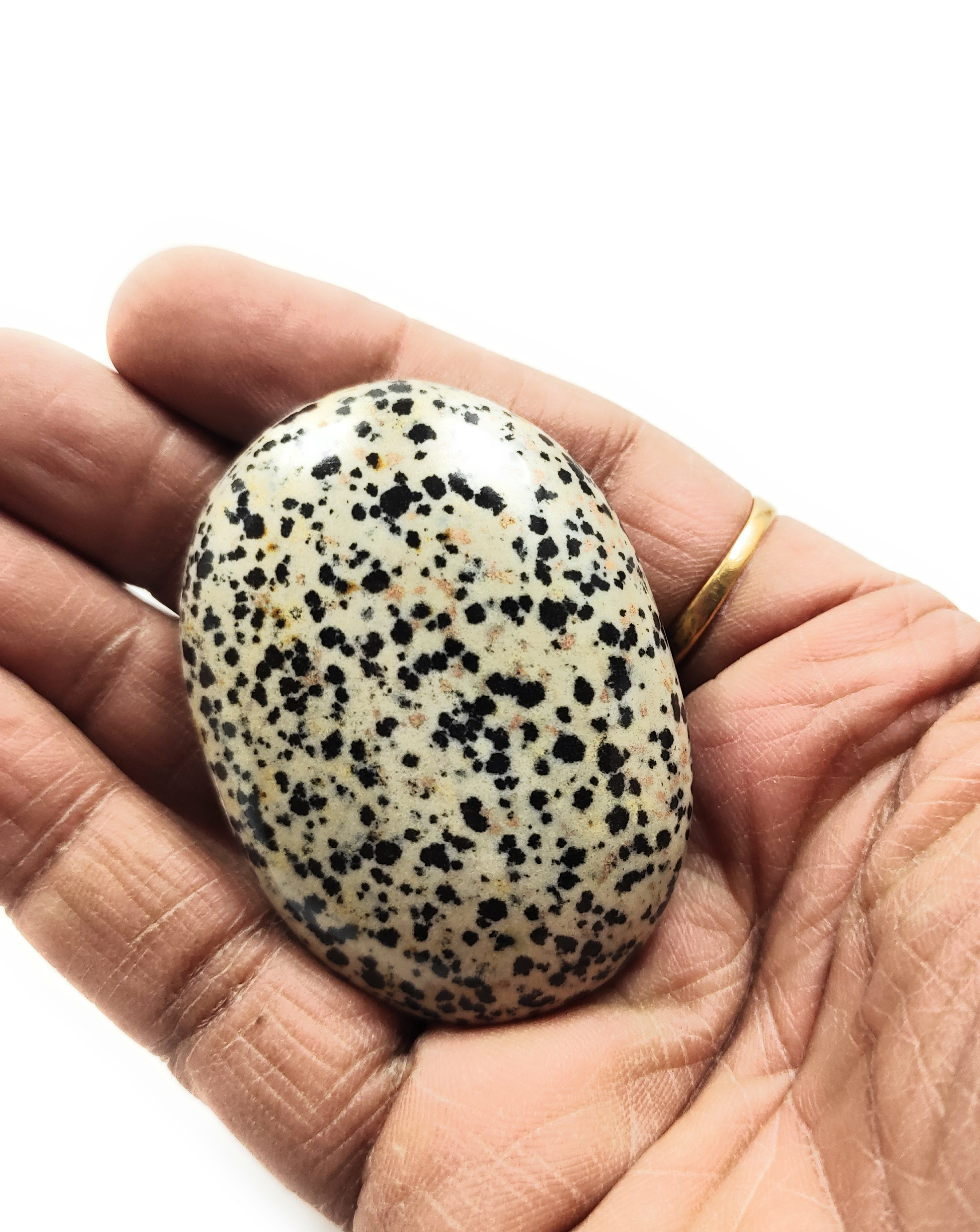 Dalmetion Palm Stone For Healing And Meditation (Polished) Brand : Rocksmins