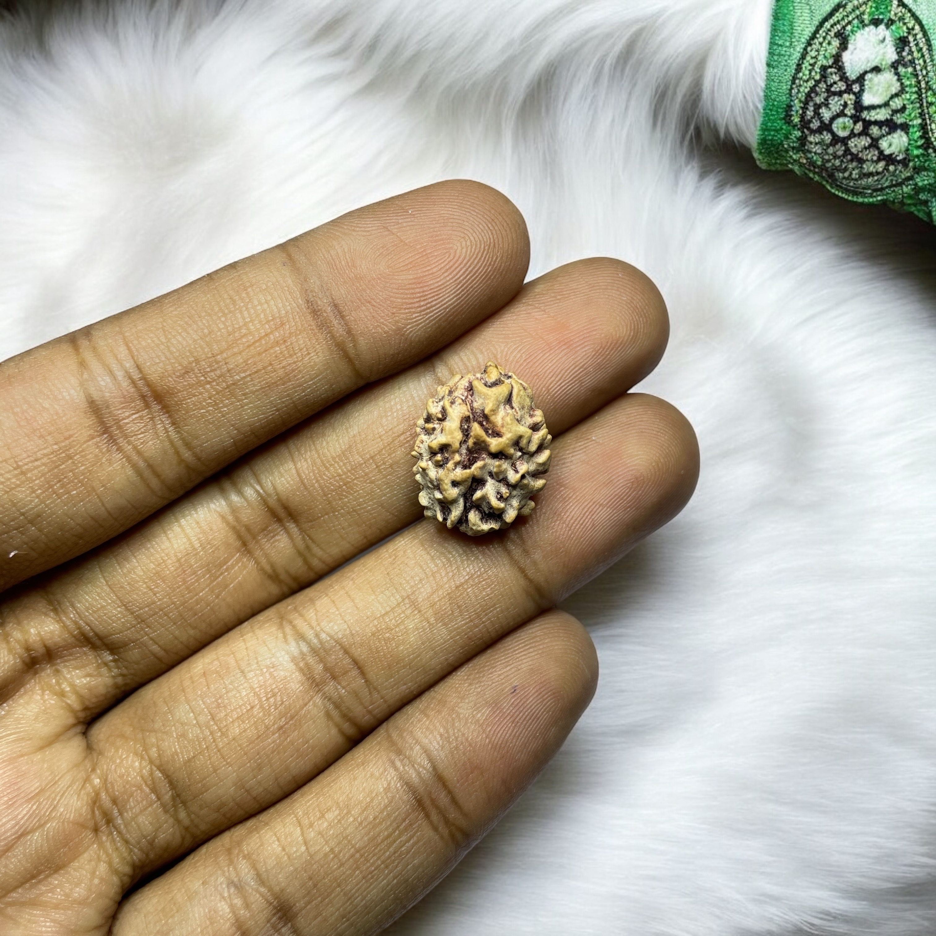 2 Mukhi Rudraksha for Wearing in Neck Pooja, Astrology/Men Women Boys Girls Meditation, Balance, Protection and Divine Energy Brand : @Rocksmins