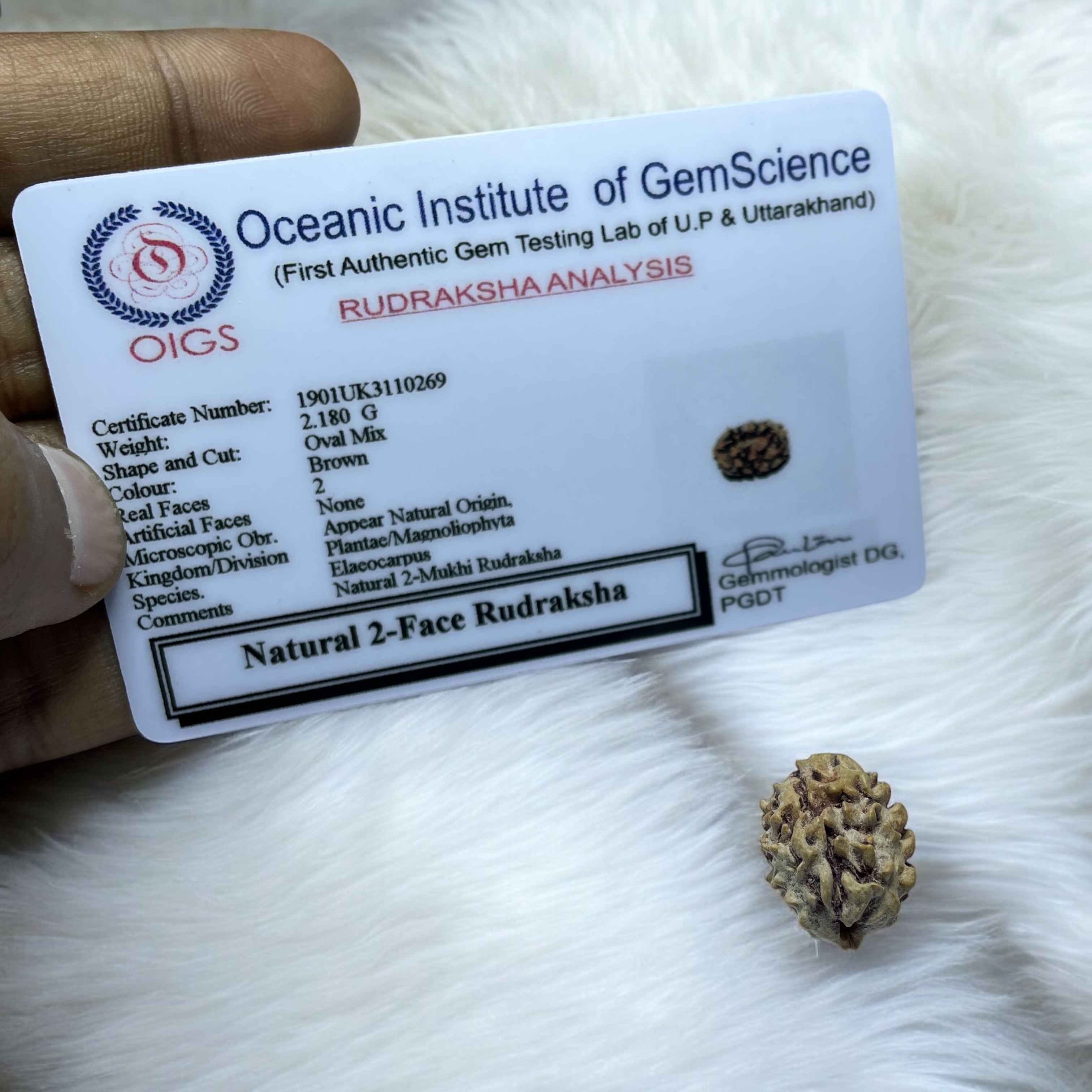 2 Mukhi Rudraksha for Wearing in Neck Pooja, Astrology/Men Women Boys Girls Meditation, Balance, Protection and Divine Energy Brand : @Rocksmins