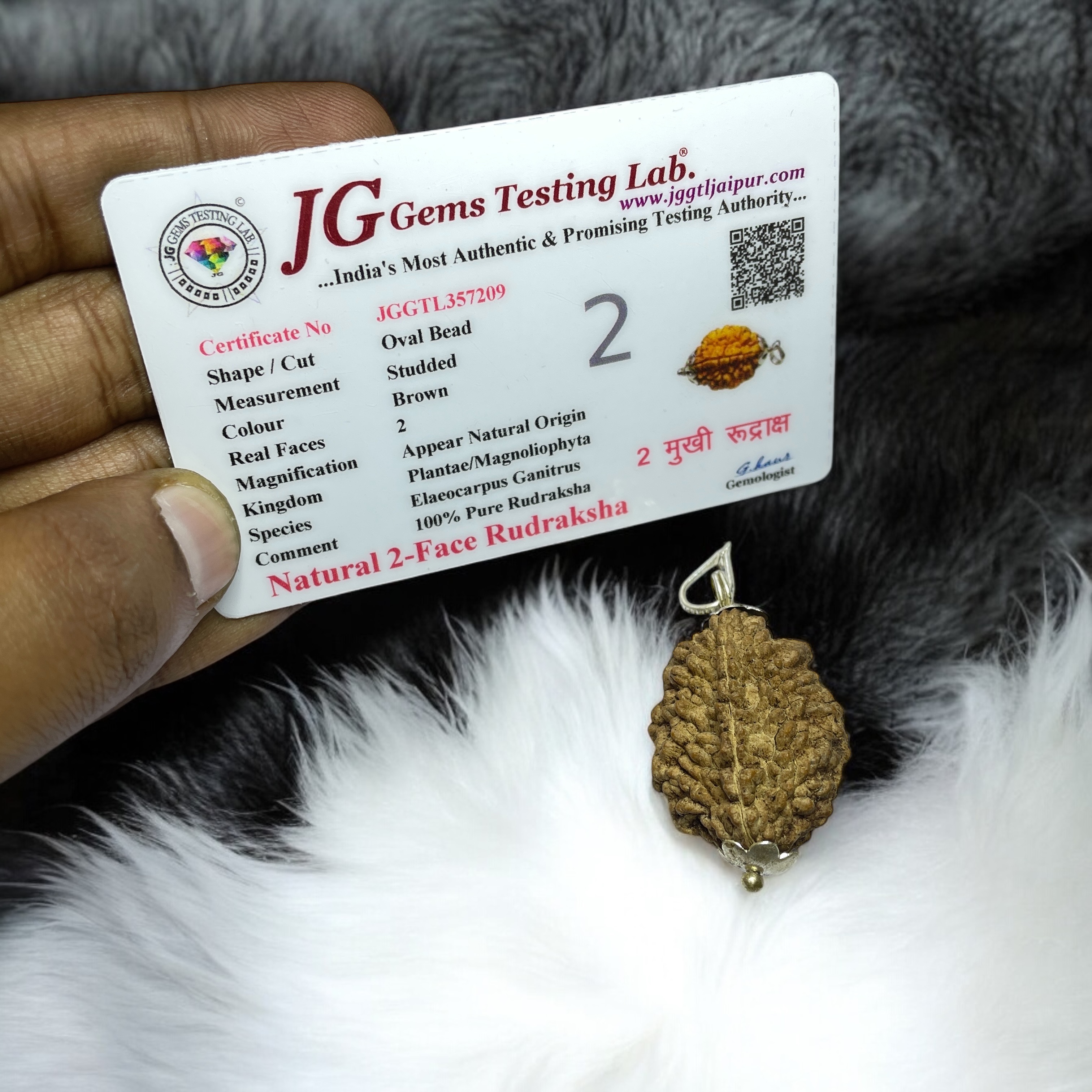 2 Mukhi Big Rudraksha Pendant for Wearing in Neck Pooja, Astrology/Men Women Boys Girls Meditation, Balance, Protection and Divine Energy Brand : @Rocksmins