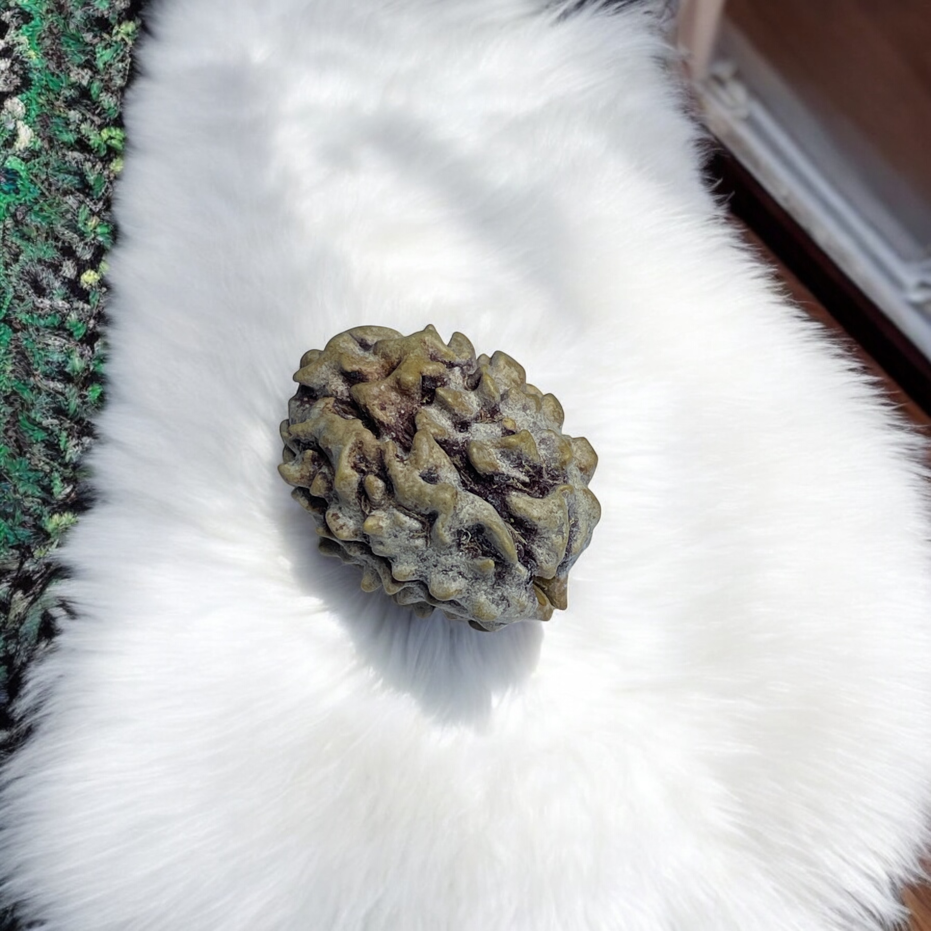 2 Mukhi Rudraksha for Wearing in Neck Pooja, Astrology/Men Women Boys Girls Meditation, Balance, Protection and Divine Energy Brand : @Rocksmins