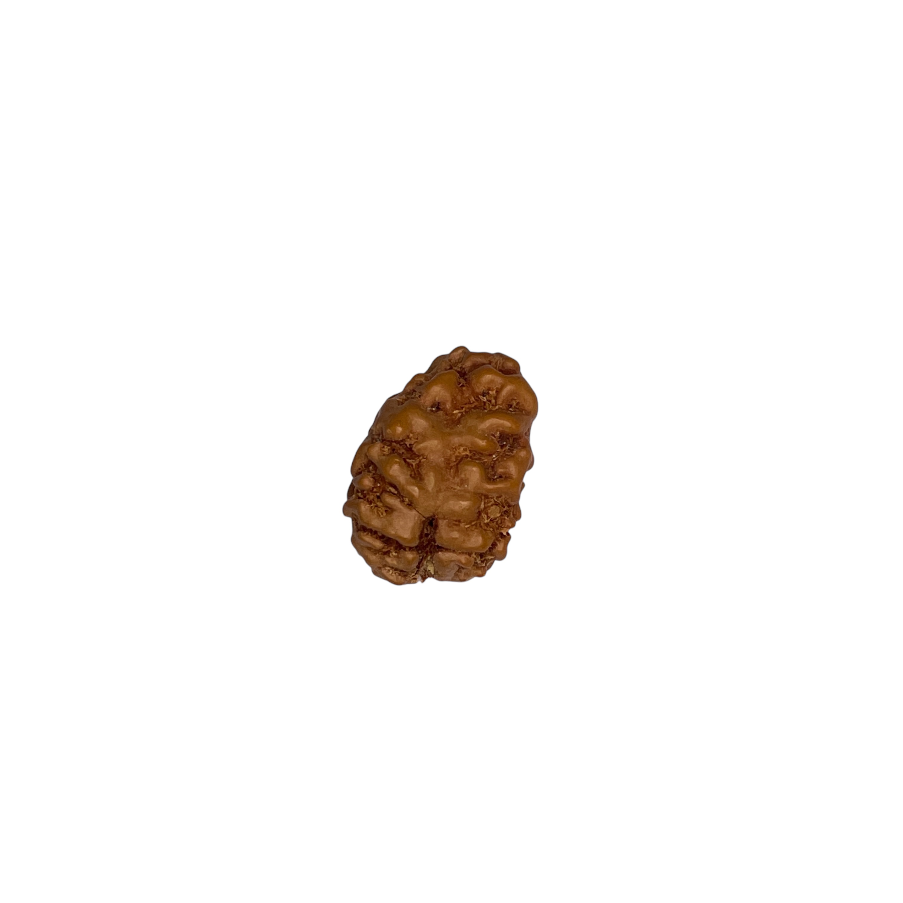 1 Mukhi Small Rudraksha Pendant for Wearing in Neck Pooja, Astrology/Men Women Boys Girls Meditation, Balance, Protection and Divine Energy Brand : @Rocksmins