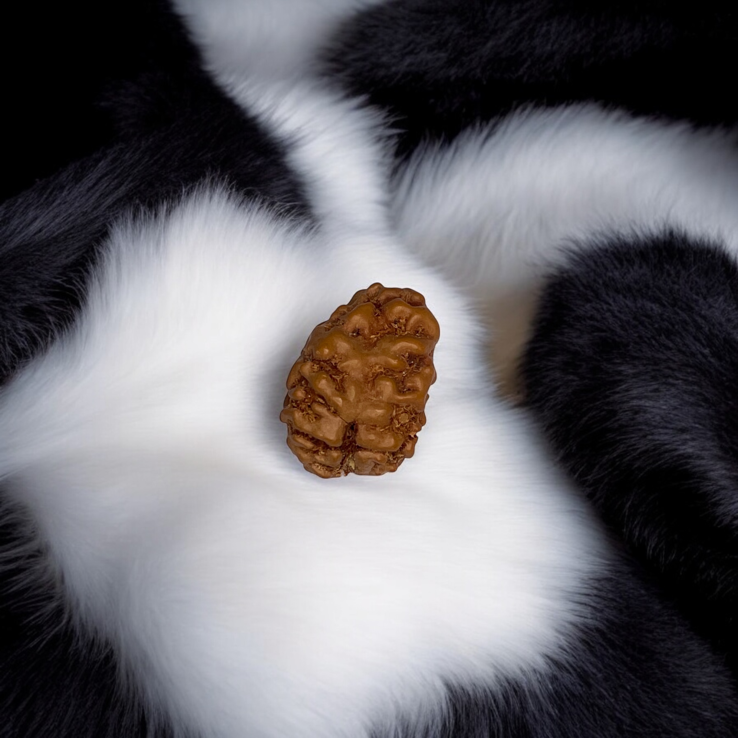 1 Mukhi Small Rudraksha Pendant for Wearing in Neck Pooja, Astrology/Men Women Boys Girls Meditation, Balance, Protection and Divine Energy Brand : @Rocksmins