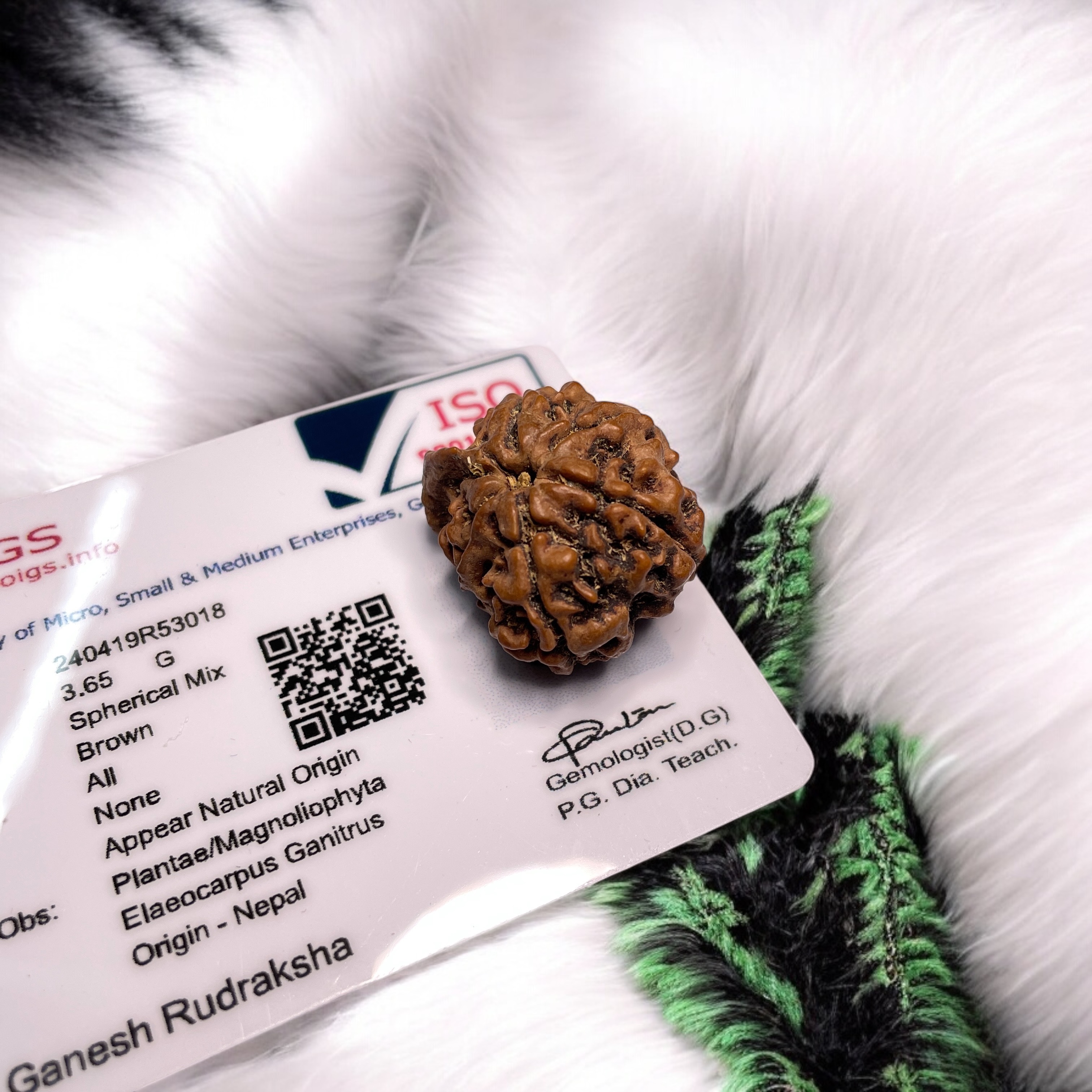 Ganesh Rudraksha for Wearing in Neck Pooja, Astrology/Men Women Boys Girls Meditation, Balance, Protection and Divine Energy Brand : @Rocksmins